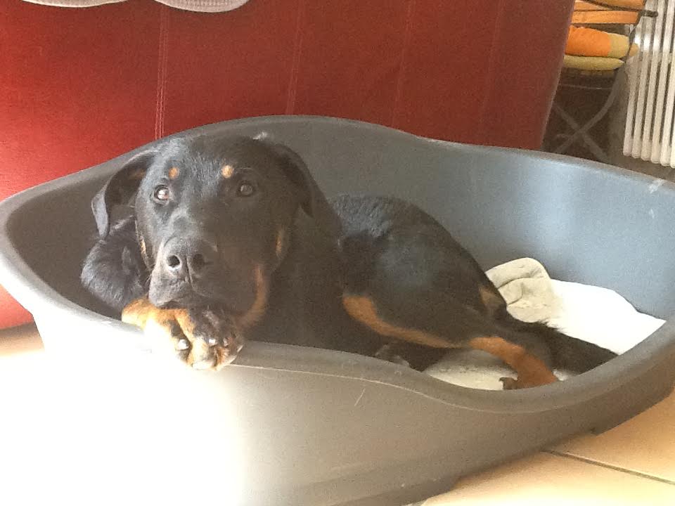 domainedelalicorne.fr Elevage de beauceron chiot beauceron pure race élevage du clos de la licorne elevage des gardiens de la licorne elevage beauceron noir et feu authentique gros gabarits élevage de Beauceron familial sérieux et qualité domainedelalicorne.fr suivi des chiots conseil d’éducation chiot propre bas rouge santé caractère spécialiste du beauceron noir et feu ou arlequin chien rustique berger de France  nos chiots sont élevés avec amour et attention notre passion au service de la qualité Beauceron de qualité et sportif domaine de la licorne 04380 BARRAS élevage en liberté éleveur berger de beauce élevage de beauceron de travail 